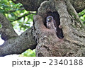アオバズクの雛