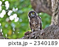 アオバズクの雛