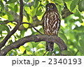 アオバズク