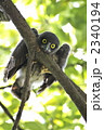 アオバズクの雛