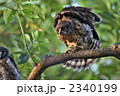 アオバズク