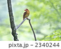 アカショウビン