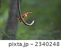 アカショウビン