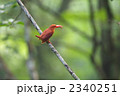 アカショウビン