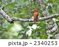 アカショウビン