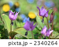 福寿草バックのカタクリ