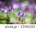 男山自然公園のカタクリ