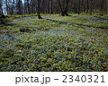 北邦野草園 群生するエゾエンゴサク