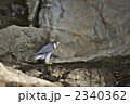ハヤブサ