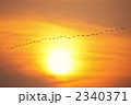 夕日とマガン
