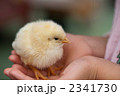 ヒヨコ