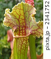 サラセニア(園芸品種)の捕虫葉