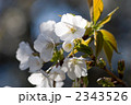 山桜の花のクローズアップ