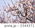 メジロと桜