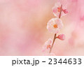 ウメ 10