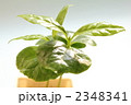 観葉植物　コーヒーの木