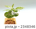 観葉植物　コーヒーの木
