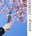 卒業証書と桜（縦、リボン付）