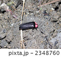 ゲンジボタル