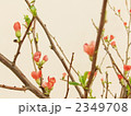 木瓜の花