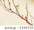 木瓜の花