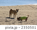 ビーチの海