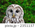 フクロウ（アップ）