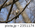 おいら小啄木鳥（こげら）