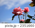 神代植物公園のピンク色の薔薇