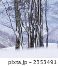 2353491
