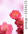 梅の花
