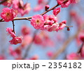 梅の花