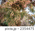杉の花 スギ花粉 雄花 