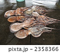 水タコ
