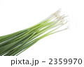 食材　子ねぎ集合
