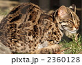 ベンガルヤマネコ