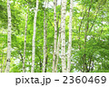 新緑と白樺