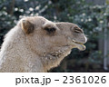 ラクダ