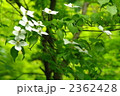 5月　ヤマボウシ・ミズキ科11