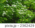 5月　ヤマボウシ・ミズキ科12