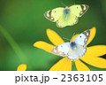 花とモンキチョウ