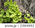 イチョウの新芽