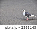鳩