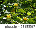 5月　ユリノキ・モクレン科19