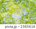 5月　新緑の葉09