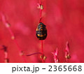 テントウムシの蛹