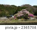 美里の桜