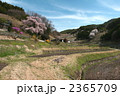 美里の桜
