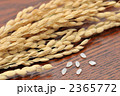 注意）稲穂は品種が不明です。稲穂とお米。