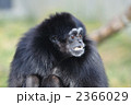 白テナガザル